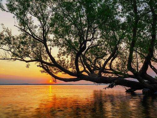 tree-on-the-lake-backlit-by-golden-evening-sky
